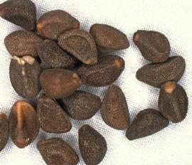   Seeds:   Convolvulus arvensis ; Photo by M. Meadows, USDA APHIS PPQ, imageID.idtools.org
